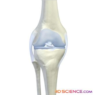 knee joint graphic